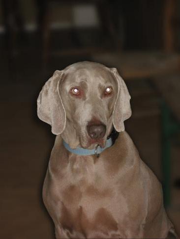 germany dogs - 006 copy